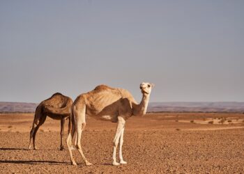 Unwind Naturally: Discover the Best Beach Destinations for a Tranquil Retreat